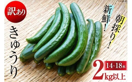 AG064【令和8年度出荷分】【訳あり】新鮮 朝採りきゅうり 2kg以上 [ きゅうり 野菜 サラダ 漬物 酢の物 長崎県 島原市 ]