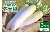 AG080 酒井農園の冬大根 3kg以上（3本入）
