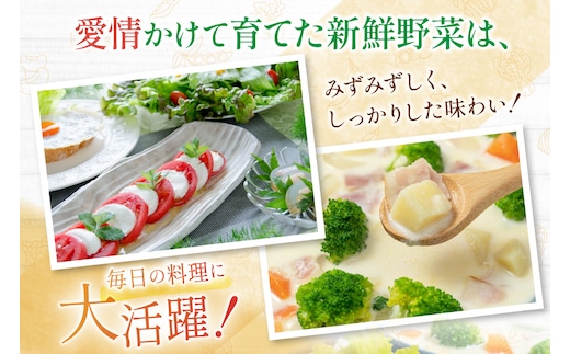 CD038 野菜 フルーツ 定期便12回 旬のおまかせセット 野菜 フルーツ13