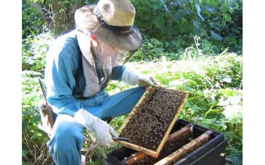 村木養蜂場 国産はちみつ５００ｇ×２本セット（百花蜜１本・ハゼ蜜１本