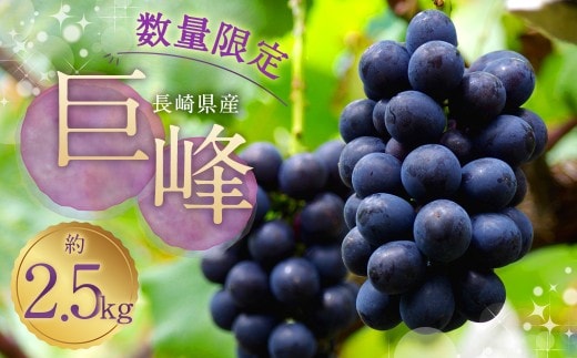 種あり巨峰 約2.5kg ぶどう 果物 くだもの フルーツ 長崎県産 【2026年8月下旬~9月上旬迄発送予定】