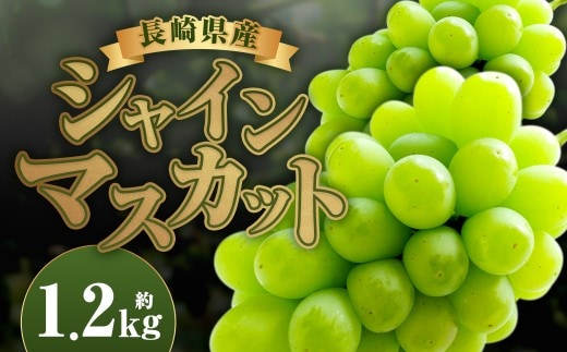 長崎県産 シャインマスカット 約1.2kg ぶどう フルーツ【2026年8月下旬~9月下旬迄発送予定】