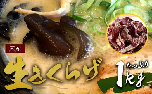 国産 生きくらげ 1kg(ご家庭用)【2026年5月下旬~6月下旬迄発送予定】