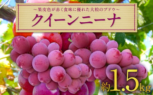 長崎県産 クイーンニーナ 約1.5kg ぶどう 果物 くだもの フルーツ 【2026年9月上旬~9月下旬迄発送予定】