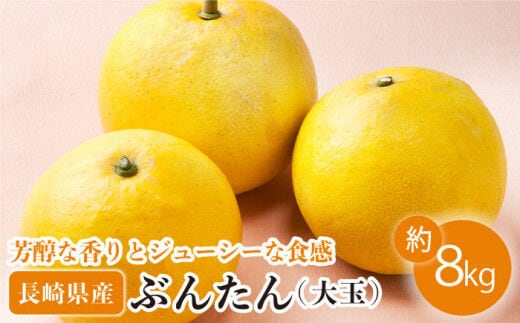 【数量限定】ぶんたん 大玉 約8kg【長崎ぶんたんの会 】[OAF001] / 完熟 贈答 ギフト ミカン 柑橘 果物 フルーツ 文旦 ブンタン かんきつ 柑橘類 カンキツ 蜜柑 みかん