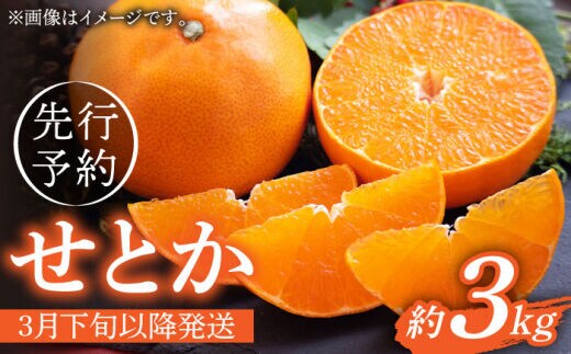 【先行予約】弾力があり甘い！せとか長崎県産 約3kg【田崎FARM】[OCU002] / 柑橘 蜜柑 みかん せとか セトカ
