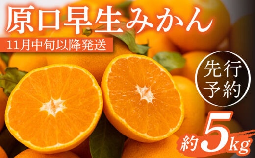 【先行予約】濃厚な食味！原口 早生みかん 長崎県産 約5kg【田崎FARM】[OCU003] / ミカン 蜜柑 柑橘 長崎県産みかん 原口蜜柑 早生ミカン 人気 家庭用みかん わせみかん はらぐちみかん ミカン 柑橘 川棚町産柑橘