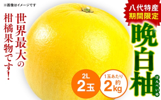 八代特産 晩白柚 （ばんぺいゆ） 2Lサイズ(約2kg)×2玉 柑橘 果物 フルーツ 熊本県産 ばんぺいゆ フルーツ 柑橘 特産品