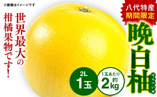 八代特産 晩白柚 （ばんぺいゆ） 2Lサイズ(約2kg)×1玉 柑橘 果物 フルーツ 熊本県産 ばんぺいゆ フルーツ 柑橘 特産品