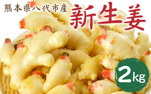 【先行予約】 熊本県八代市産 新生姜2kg 季節限定 しょうが ショウガ ガリ ジンジャー 野菜 食品 温活 冷え対策 旬 【2026年9月上旬より順次発送】