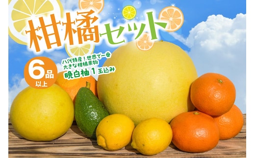 八代市産 柑橘セット（6品以上・晩白柚1玉入り） 柑橘 みかん 果物 フルーツ 熊本県産 ばんぺいゆ 特産品
