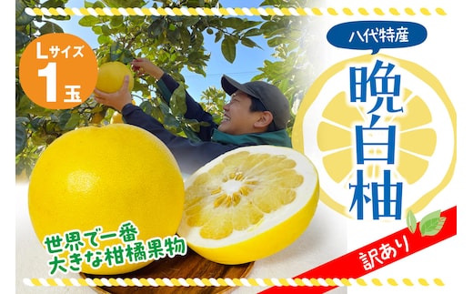 【訳あり】 晩白柚 Lサイズ1玉 柑橘 みかん 果物 フルーツ 熊本県産 ばんぺいゆ 特産品