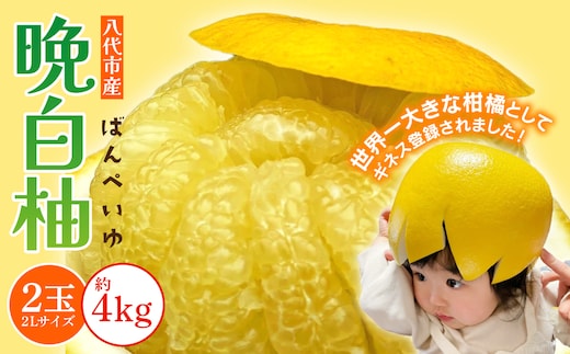 【先行予約】 八代市産 晩白柚 2玉 2Lサイズ 約4kg 【2025年12月下旬より順次発送】