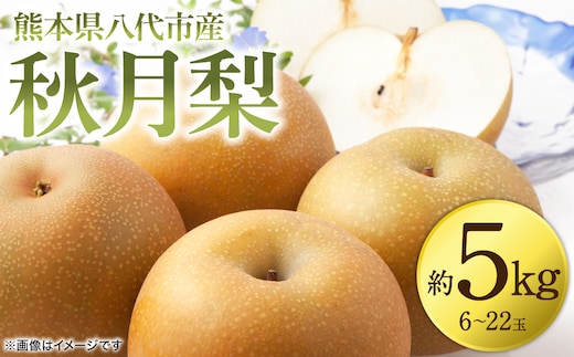 【先行予約】 秋月梨 約5kg (6～22玉) 梨 なし ナシ フルーツ くだもの 果物 旬 熊本県 八代市 【2026年8月下旬より順次発送】