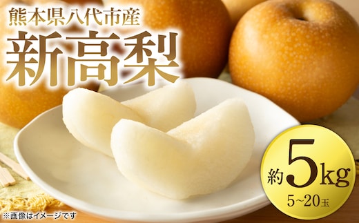 【先行予約】 新高梨 約5kg (5～20玉) 梨 なし ナシ フルーツ くだもの 果物 旬 熊本県 八代市 【2026年9月中旬より順次発送】