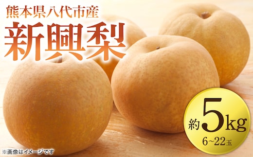 【先行予約】 新興梨 約5kg (6～22玉) 梨 なし ナシ フルーツ くだもの 果物 旬 熊本県 八代市 【2026年10月上旬より順次発送】