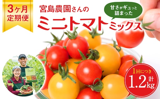 【定期便3回】 ミニトマト (ミックス) 1.2kg×3回 八代市産 宮島農園 とまと 野菜