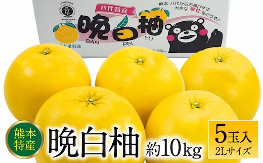 【先行予約】 熊本県八代市産 晩白柚 2Lサイズ 5玉入り 約10kg 果物 くだもの フルーツ 柑橘類 青果物 特産品 お取り寄せ 【2025年12月中旬より順次発送】