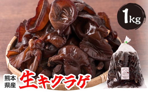 熊本県産 生キクラゲ 1kg きくらげ