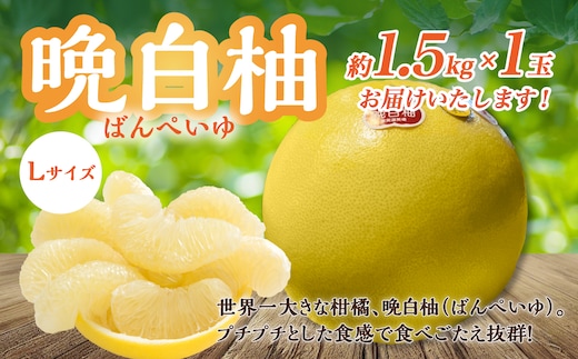 【先行予約】 熊本県八代市産 晩白柚 Lサイズ 1玉入り 果物 くだもの フルーツ ばんぺいゆ 柑橘 旬 国産 特産品 熊本県 八代市 【2025年12月下旬より順次発送】