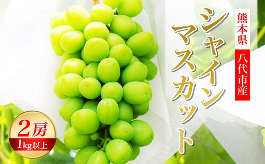【先行予約】熊本県 八代市産 シャインマスカット 2房 1.0kg以上 ぶどう フルーツ マスカット 旬 青果物 果物 新鮮 ギフト 贈り物【2026年8月上旬より順次発送】