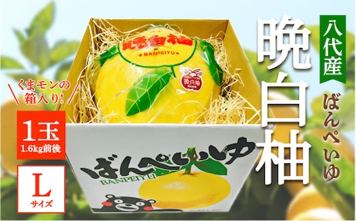 【先行予約】 八代産 晩白柚 1玉 Lサイズ（くまモンの箱入り） 柑橘 果物 フルーツ 熊本県産 ばんぺいゆ 八代 柑橘 特産品 旬 【2025年12月中旬より順次発送】