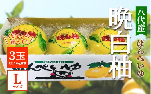 【先行予約】 八代産 晩白柚 3玉 Lサイズ（くまモンの箱入り） 柑橘 果物 フルーツ 熊本県産 ばんぺいゆ 八代 柑橘 特産品 旬 【2025年12月中旬より順次発送】