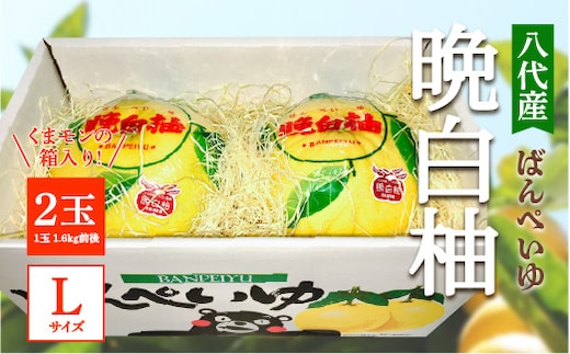 【先行予約】 八代産 晩白柚 2玉 Lサイズ（くまモンの箱入り） 柑橘 果物 フルーツ 熊本県産 ばんぺいゆ 八代 柑橘 特産品 旬 【2025年12月中旬より順次発送】