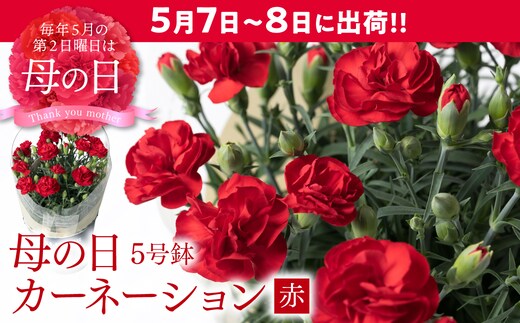 【先行予約】【2026年5月7日～8日発送】ポットカーネーション 赤 5号鉢 カゴ付き 花 母の日 プレゼント ギフト 贈り物 熊本県 八代市