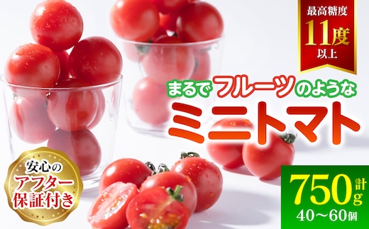 【先行予約】まるで フルーツ の様な ミニトマト 750g トマト 甘い 国産 野菜 やさい サラダ 【2026年1月上旬より順次発送】
