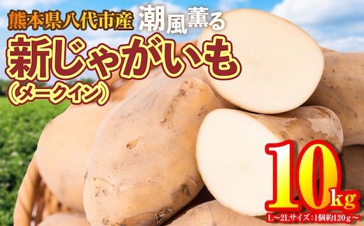 【先行予約】熊本県 八代市産 潮風薫る 新じゃがいも (メークイン) 10kg ジャガイモ メークイン 新じゃが カレー 肉じゃが 炒め物 野菜 芋 熊本県 八代市 【2026年6月上旬より順次発送】