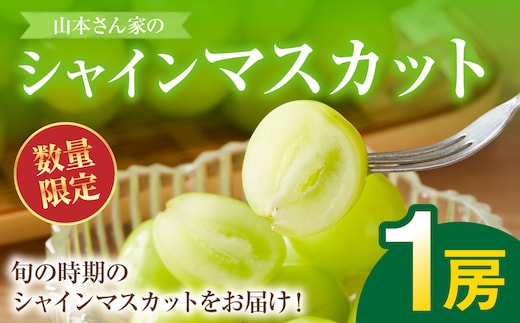 【先行予約】 熊本県八代市産 山本さん家の「シャインマスカット」 1房入り(約500g) ぶどう フルーツ マスカット 旬 青果物 果物 新鮮 ギフト 贈り物 【2026年8月上旬より順次発送】