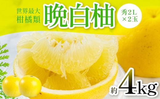 晩白柚（秀2Ｌ×2玉）約4kg 柑橘 果物 フルーツ 熊本県産 ばんぺいゆ フルーツ 柑橘 特産品