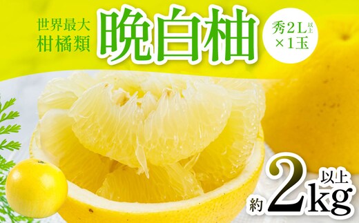 晩白柚（秀2L以上×1玉）約2kg以上 柑橘 果物 フルーツ 熊本県産 ばんぺいゆ フルーツ 柑橘 特産品