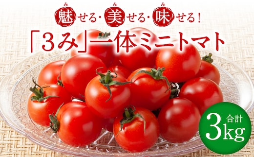 魅せる・美せる・味せる！「３み」一体ミニトマト！ 八代市産 トマト ミニトマト 約3kg 野菜 とまと 熊本県 八代市