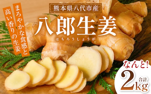 八郎生姜 2kg しょうが ショウガ ガリ ジンジャー 野菜 食品 薬味 生姜焼き しょうが焼き 温活 冷え性 対策 熊本県 八代市 東陽町 産地直送 国産