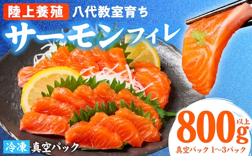 八代 教室育ちサーモン フィレ800g以上 サーモン 刺身 鮭 生食 魚 冷凍 海鮮 さけ サケ シャケ 熊本県 八代市