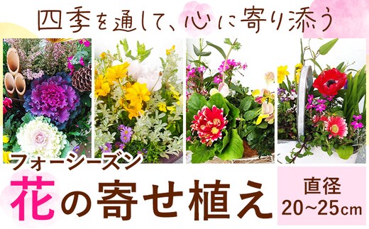 フォーシーズン お花の寄せ植え 直径20～25cm Fleurbranch 《90日以内に出荷予定(土日祝除く)》熊本県 菊池市 花 鉢花 鉢植え 観葉植物 植物 インテリア ガーデン 雑貨---020-2277---