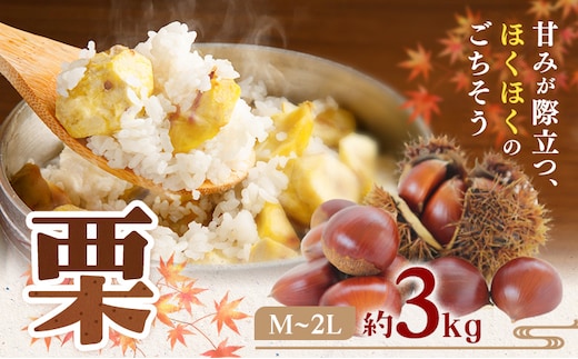 【先行予約】栗 M ～ 2L サイズ 約3kg 日本フルーツ株式会社《2026年9月上旬-10月上旬頃出荷》熊本県 菊池市 栗 くり 熊本県産 秋の味覚 果物 くだもの フルーツ デザート ご飯---308-0007---