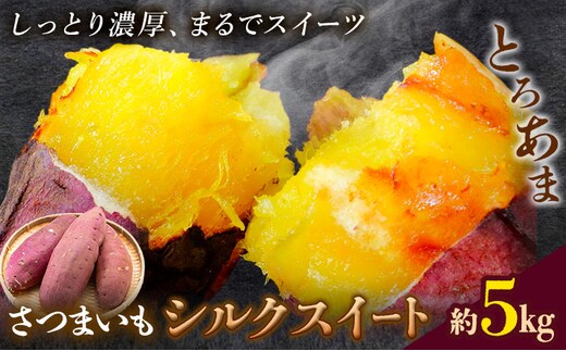 【先行予約】シルクスイート さつまいも 約5kg 日本フルーツ株式会社《2026年11月上旬-12月中旬頃出荷》熊本県 菊池市 さつまいも サツマイモ シルクスイート 熊本県産---308-5006---