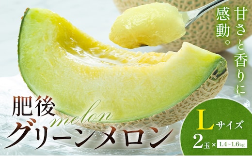 メロン 肥後グリーンメロン 中 Lサイズ 2玉 約1.4～1.6kg×2 MOTOYAMA358FARM 《2026年4月中旬-6月中旬頃出荷》 熊本県 菊池市 メロン 果物 フルーツ 九州産 国産 送料無料---180-2216---