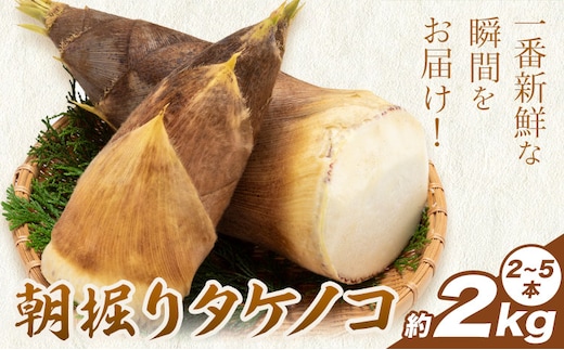 筍 朝掘りタケノコ 約2kg(2-5本) 株式会社GGYパッケージ《2026年4月上旬-4月下旬頃出荷》熊本県 菊池市 たけのこご飯 土佐煮 五目煮 チンジャオロース 野菜 国産 新鮮 旬 春 送料無料---124-2510---