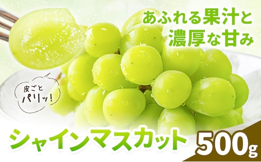 シャインマスカット 500g 株式会社エフビーネット《8月中旬-9月上旬頃出荷》熊本県 菊池市 ぶどう ブドウ マスカット 果物 フルーツ デザート ギフト ご贈答 熊本県産---034-6001---