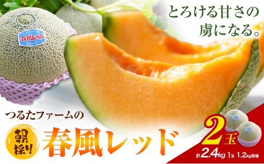 つるたファームの 朝採り 春風レッド メロン 1.2kg前後 2玉 株式会社七城の恵み《4月下旬-5月上旬に出荷予定》熊本県 菊池市 メロン つるたファーム---126-2520---