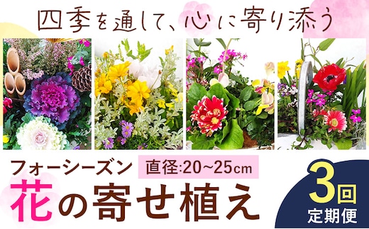 【3ヶ月定期便】フォーシーズン お花の寄せ植え 直径20～25cm Fleurbranch 《申込みの翌月出荷》熊本県 菊池市 定期便 花 鉢花 鉢植え 観葉植物 植物 インテリア ガーデン 雑貨---020-1409---