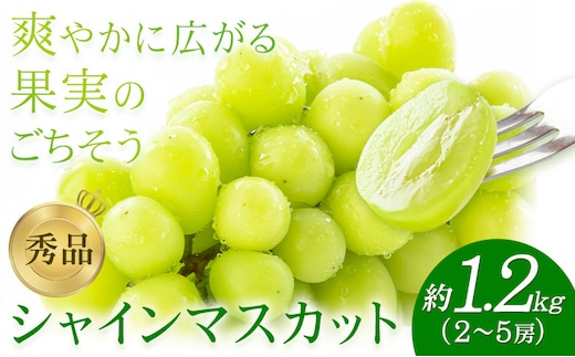【先行予約】シャインマスカット 秀品 約1.2kg(2-5房) 日本フルーツ《2026年6月中旬-8月末頃出荷》熊本県 菊池市 ぶどう ブドウ 果物 フルーツ スイーツ デザート ギフト ご贈答---308-0013---