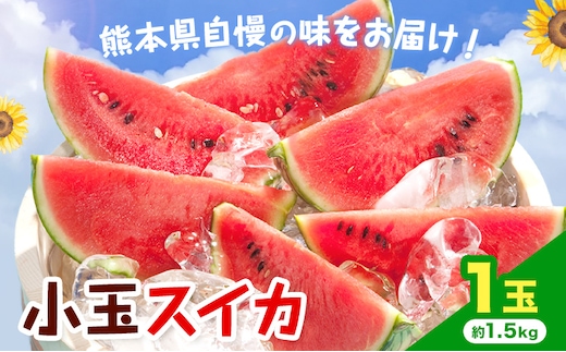 【先行予約】小玉スイカ 1玉 約1.5kg 日本フルーツ株式会社 《4月下旬-7月下旬頃出荷》 こだますいか 西瓜 すいか フルーツ 果物 くだもの 旬 熊本県 菊池市 熊本県産 くまもと---308-5020---