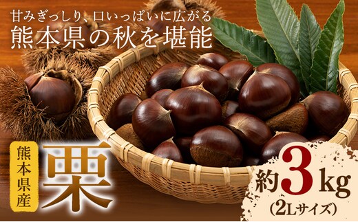 【先行予約】栗 約3kg 2Lサイズ 日本フルーツ株式会社《9月上旬-10月上旬頃出荷》熊本県 菊池市 栗 くり 熊本県産 2L 栗きんとん 栗ごはん---308-0007---