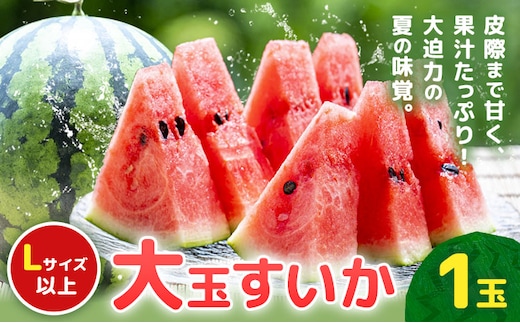 【先行予約】大玉すいか 1玉約5kg 日本フルーツ株式会社《5月上旬-６月下旬頃出荷》熊本県 菊池市 すいか スイカ 大玉 熊本県産---308-5011---