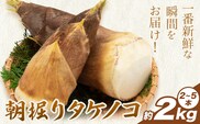 筍 朝掘りタケノコ 約2kg(2-5本) 株式会社GGYパッケージ《2026年4月上旬-4月下旬頃出荷》熊本県 菊池市 たけのこご飯 土佐煮 五目煮 チンジャオロース 野菜 国産 新鮮 旬 春 送料無料---124-2510---